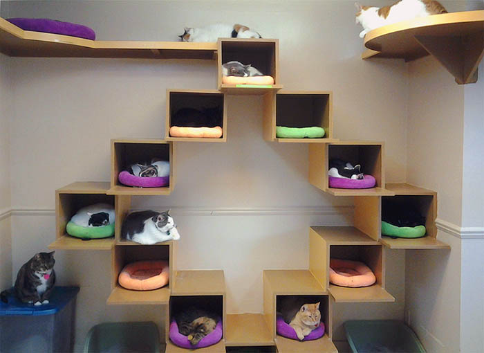 Домики для кошек из коробок своими руками видео