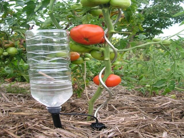 Полив помидор из пластиковых бутылок: фото