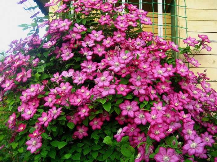 Вьющийся цветок садовый многолетний клематис фото