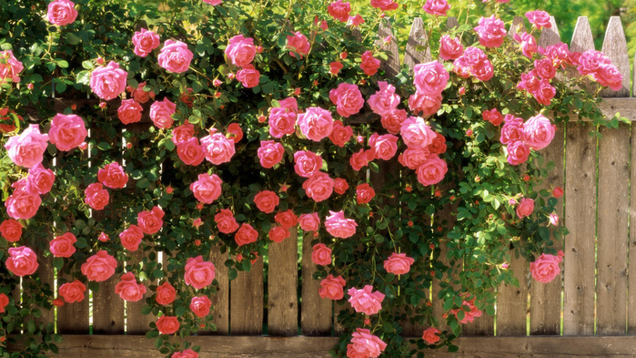 Кустовые Розы Фото Для Сада Многолетние