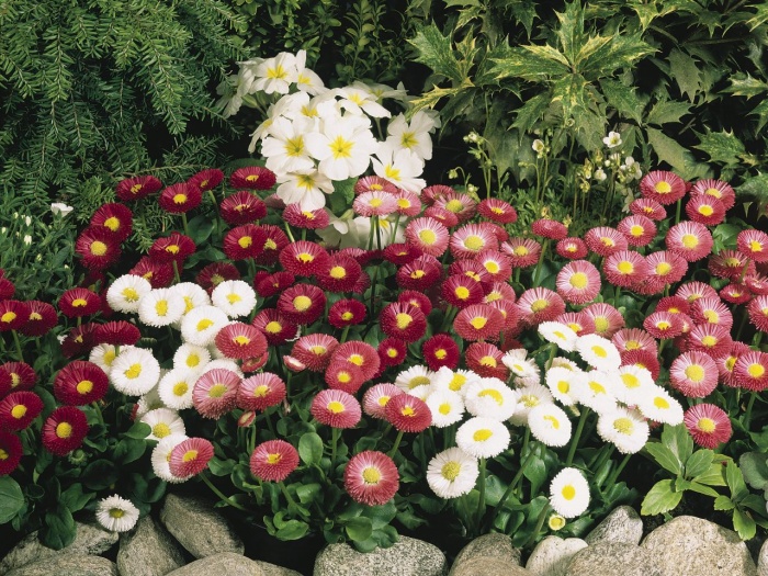 Бордюрные цветы многолетники фото и названия
