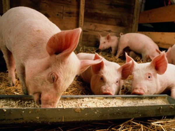 Свинарник на 10 голов своими руками: инструкция, фото и видео | Ферма, Кроличьи клетки, Домики
