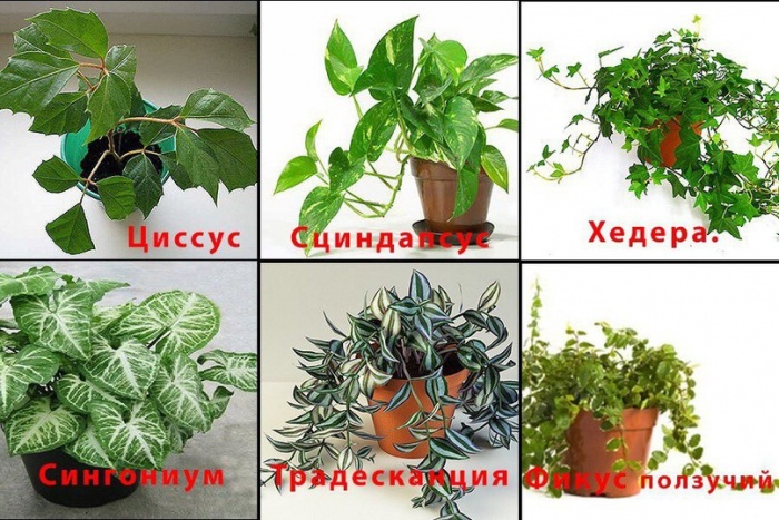 Ампельные Комнатные Растения Названия И Фото