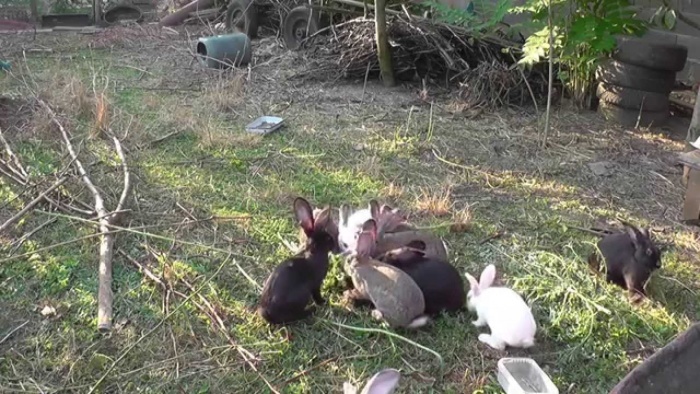 Про загоны для кроликов