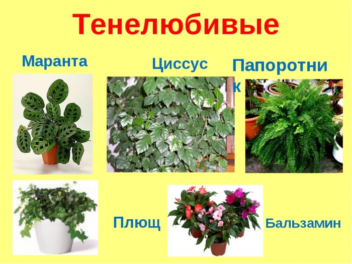 Тенелюбивые Комнатные Растения Названия И Фото