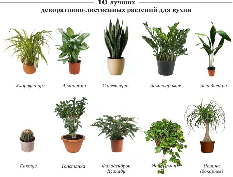 разные растения и их названия