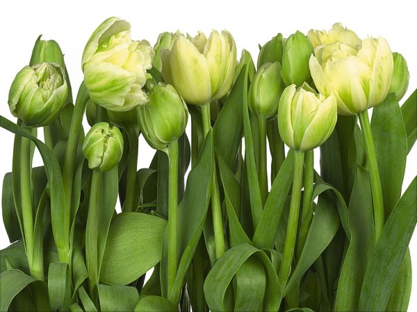зеленые тюльпаны фотообои