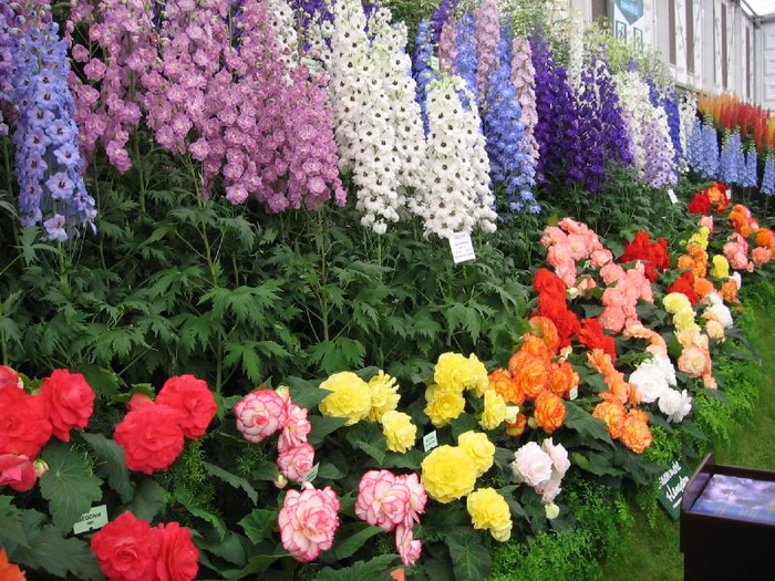 Высокие цветы для клумбы фото с названиями многолетники