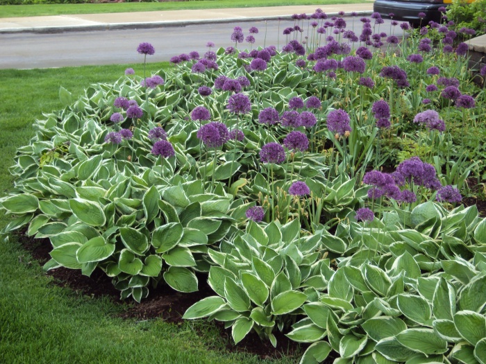Бордюрные цветы: 12 лучших растений для оформления дорожек и клумб на вашем участке