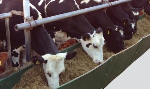 Кормушка для коров: особенности и виды конструкций