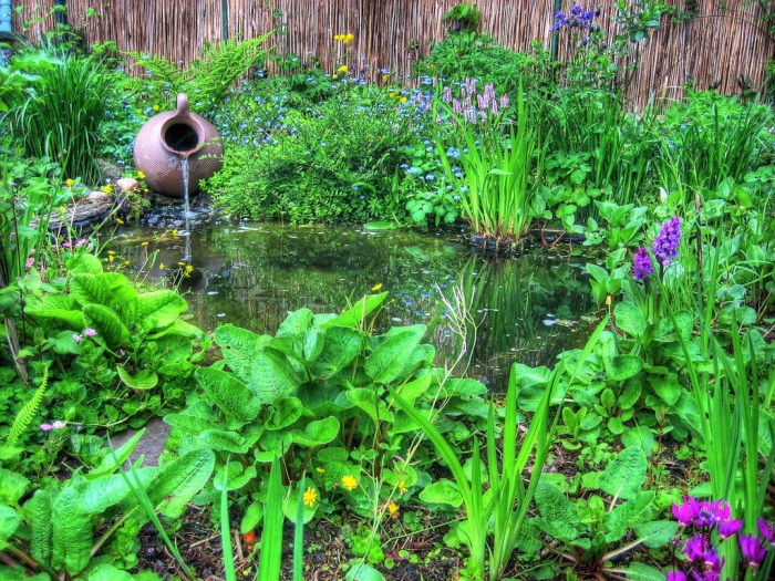 11 идеальных растений для декоративного водоема