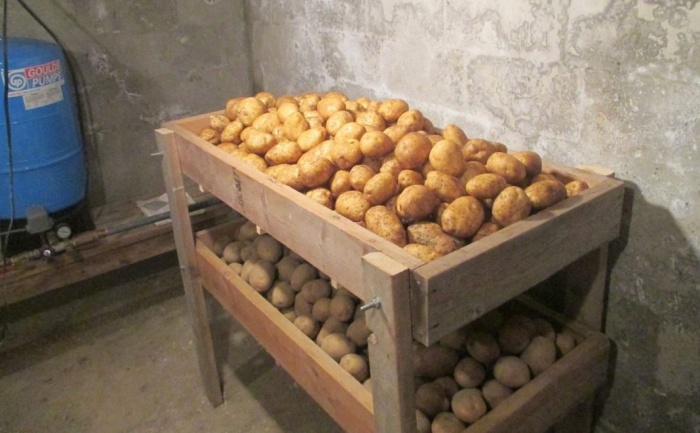 Где и как можно хранить картофель дома