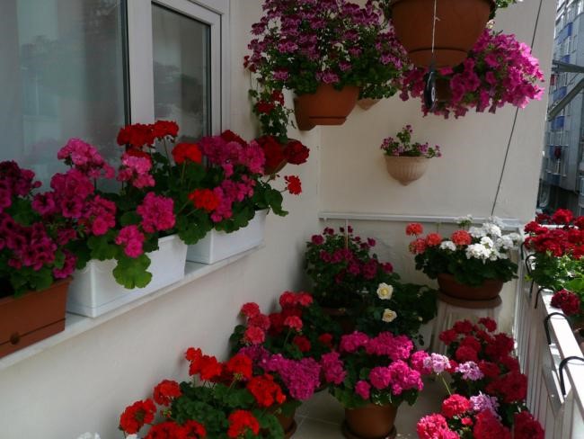 Цветы На Балконе Фото
