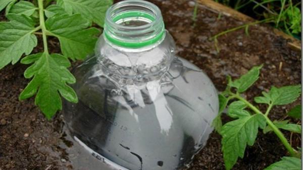 Полив помидор из пластиковых бутылок: фото