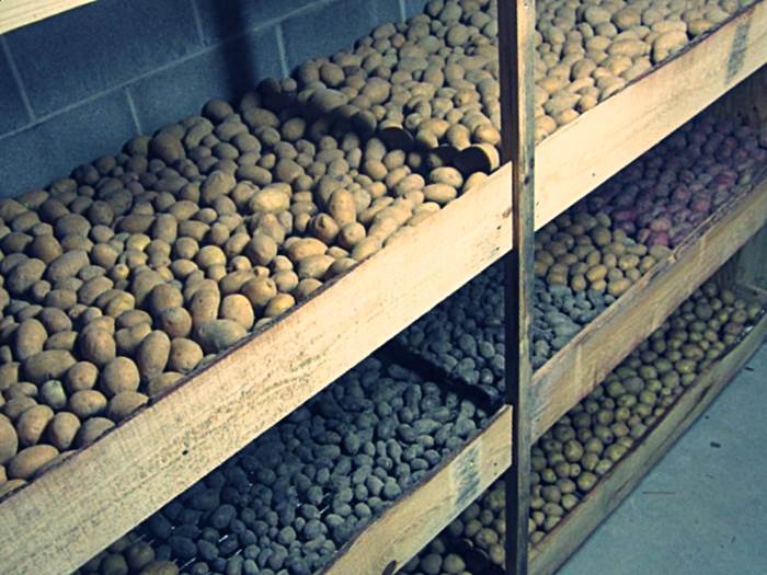 Хранение картофеля в погребе гаража