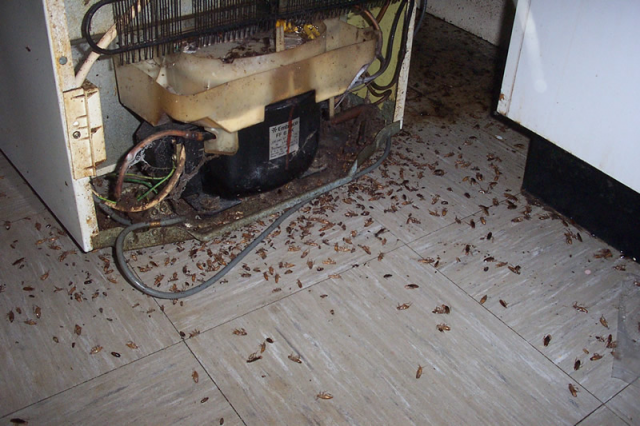 Уничтожение тараканов: средства, отпугиватели, гель