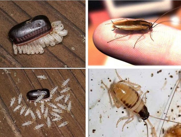 Как уничтожить тараканов в квартире