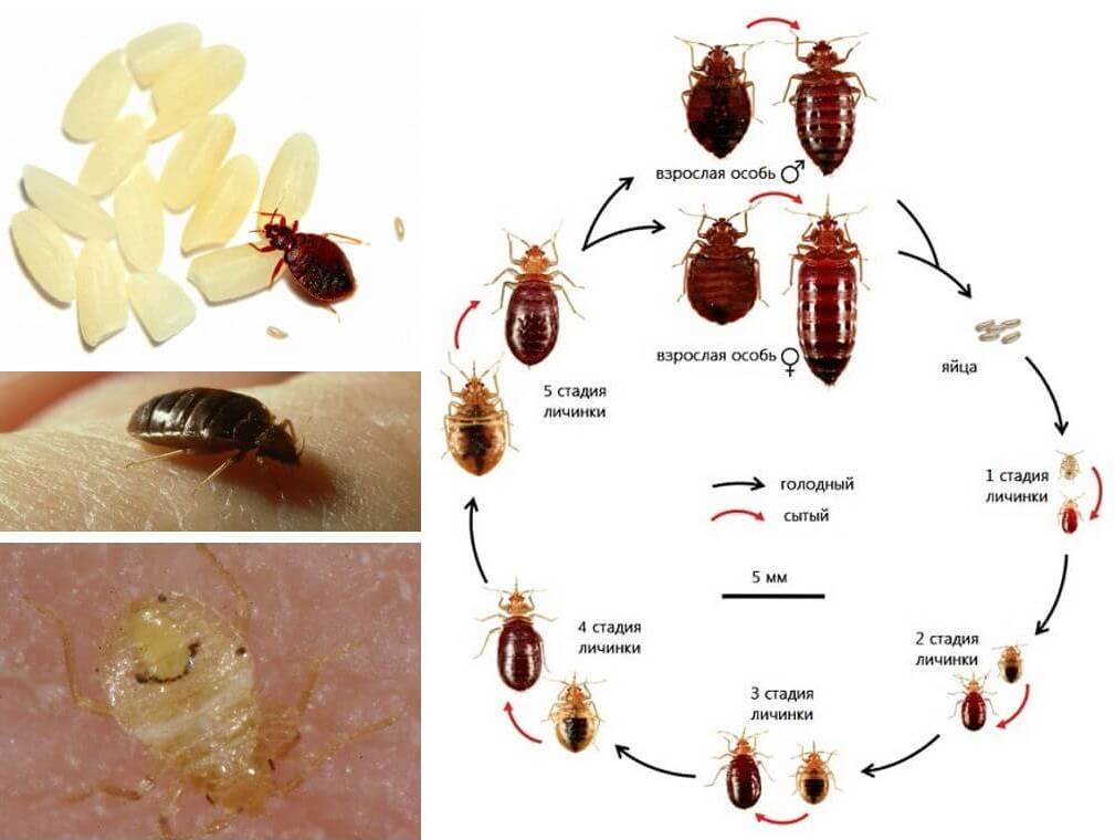 Как вывести клопы постельные фото
