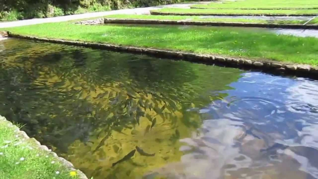 Как сделать искусственный пруд для разведения рыбы на участке