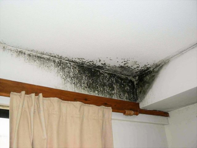 Как избавиться от плесени и грибка на потолке в квартире, частном доме